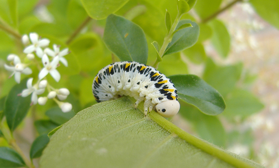 Bruchino simpatico (larva di Cimbicidae?)